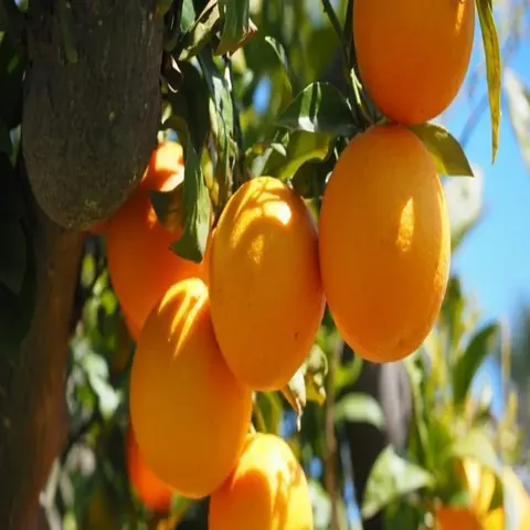 برتقال كارا كارا Citrus sinensis Cara Cara