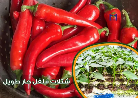 20 شتلة فلفل حار هجين F1 الشطة الطويلة